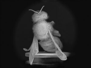 noble dead bee portrait 02